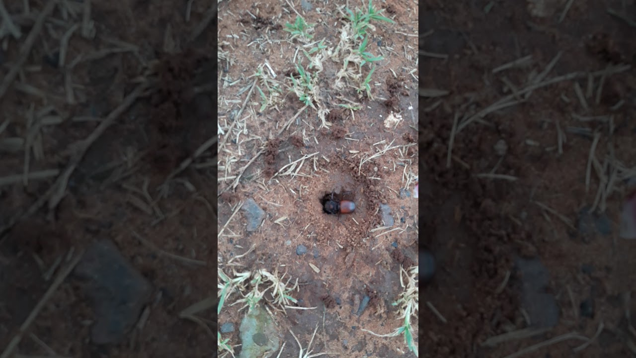 E tempo de Tanajura - YouTube