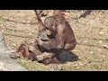不思議な関係のリキとアピ・オランウータン