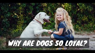 The Incredible Loyalty of Dogs | DPL by Dr Pets Lover 21 views 11 months ago 3 minutes, 52 seconds