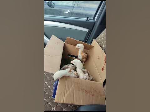 Японцы 💪💪💪 - YouTube