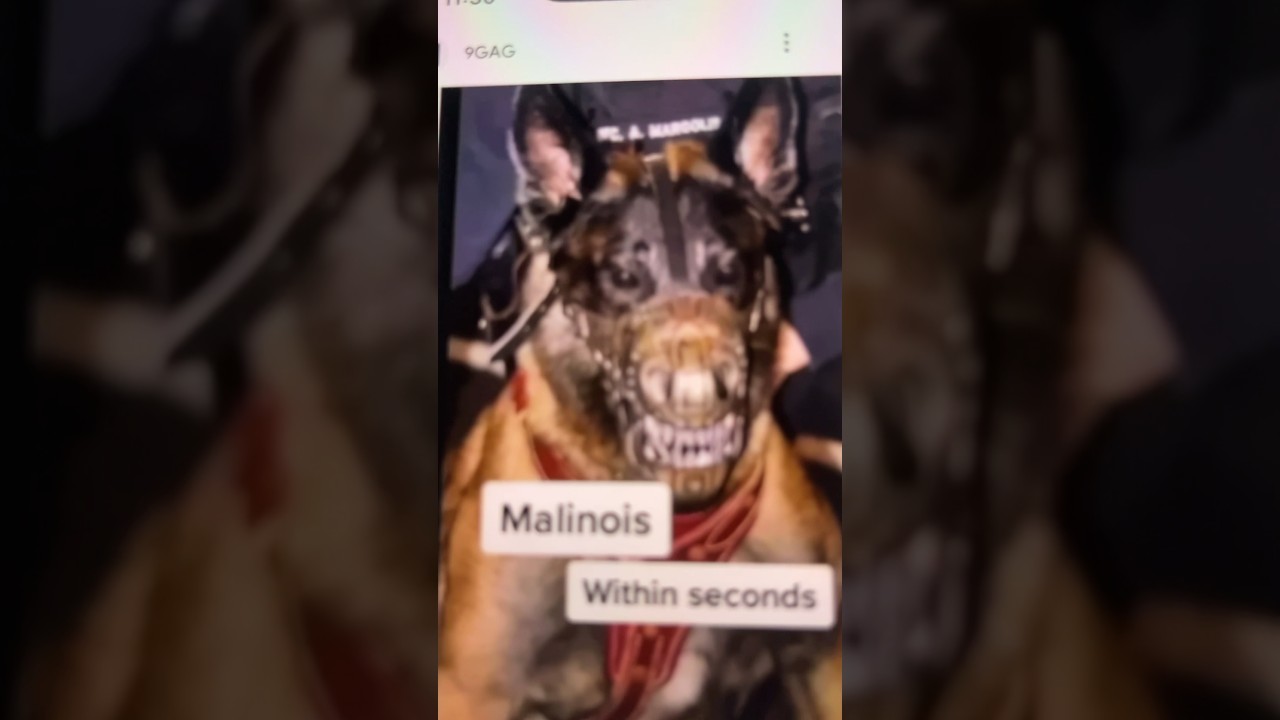 Dogs that can kill you in seconds YouTube