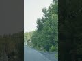 A big bird 🦅 either an eagle or an osprey or turkey hawk I think