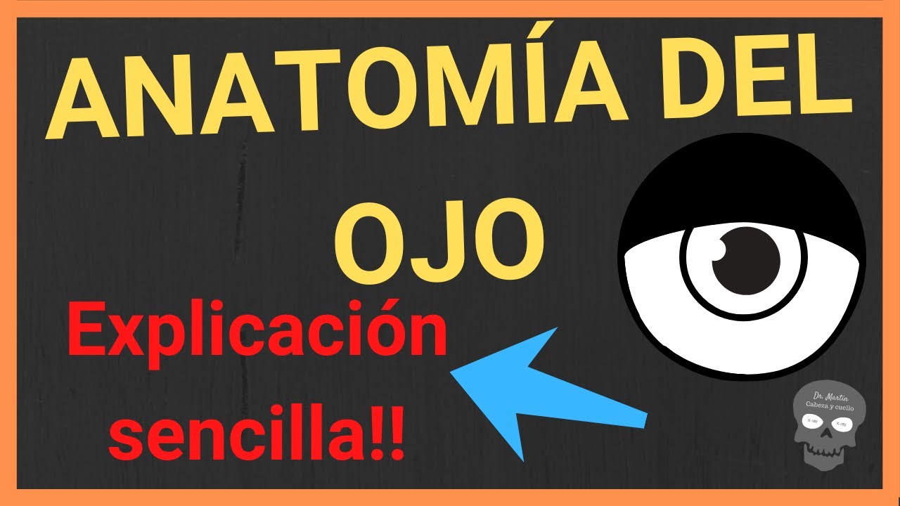 ANATOMÍA DEL OJO humano 👁(explicación FÁCIL Y SENCILLA)