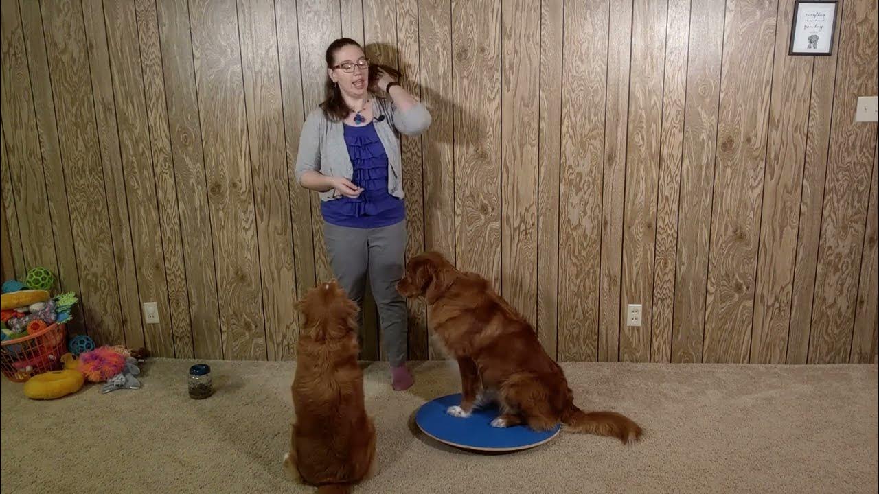 Dog Agility Wobble Board by The Dog Agility Shop® YouTube