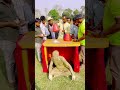 Bijoy Maliya #new #reel #reelsindia #reels #videos #trending #india #viralvideo #bingo #aptar