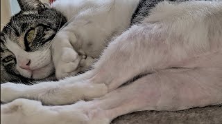Watch Feline Sever video