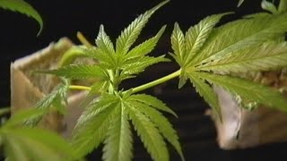 Ohio Division of Cannabis Control begins notifying dispensaries they can begin recreational sales