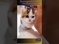 😻Самый красивый и милый маленький котенок! Кошачьи комедии. #милый #маленький #котенок #shorts