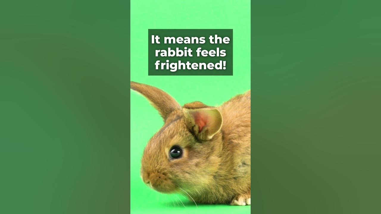 Do you know why rabbits thump their feet? YouTube
