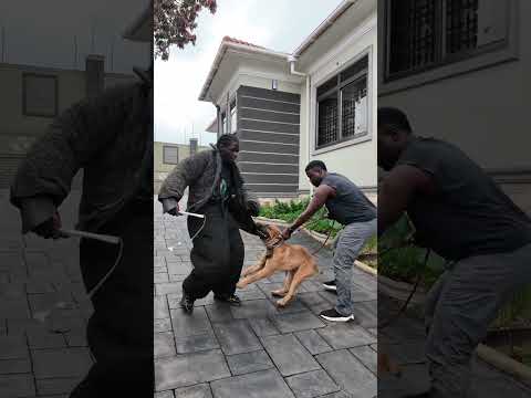 Home training security dog training