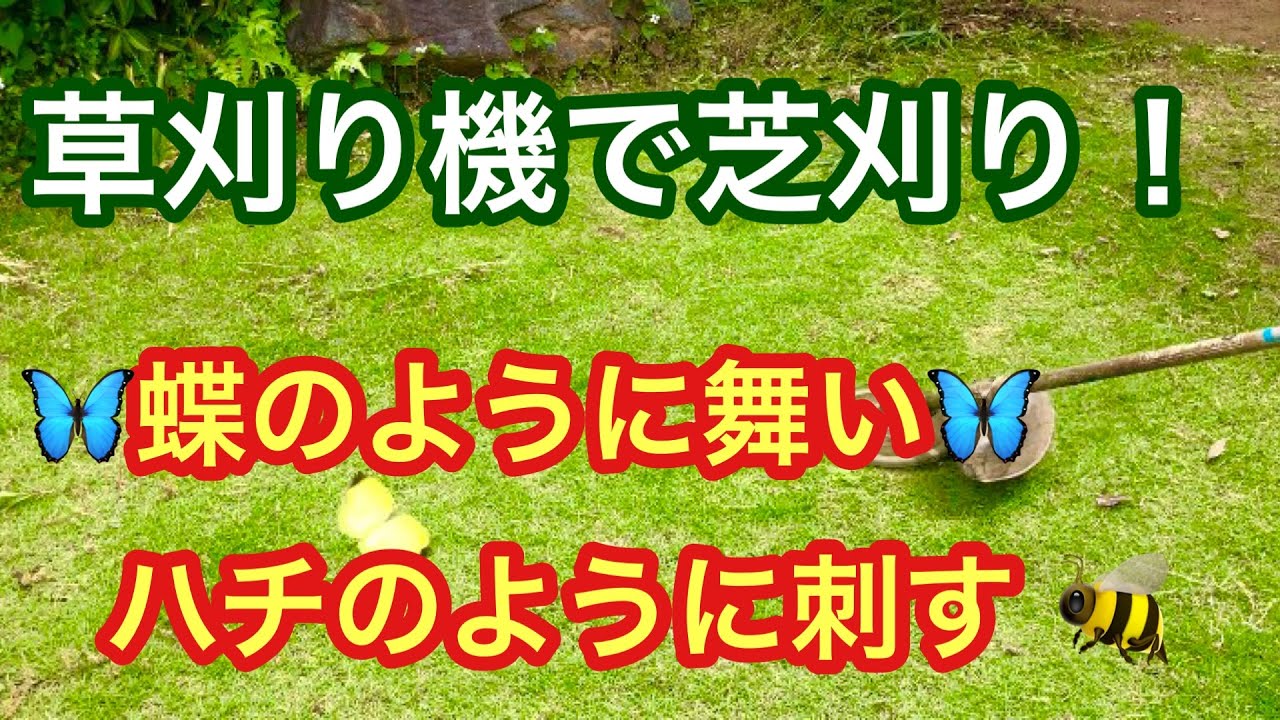 草刈り機で芝刈りは うまく出来るのか 草刈り機を蝶のように舞い 蜂のように刺します Youtube