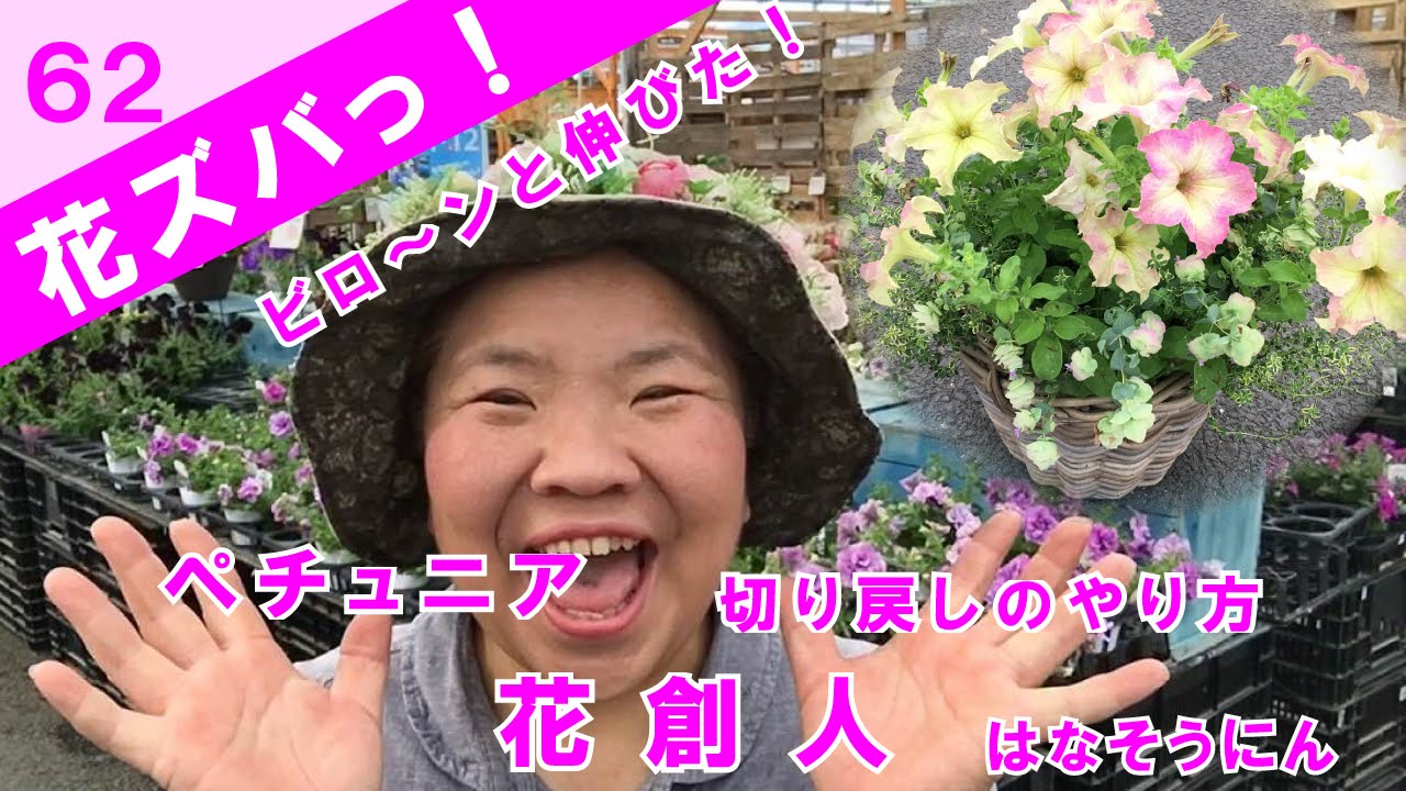 ペチュニア サフィニアの切り戻しビロビロ伸びて元がさみしい 花ズバっ 62旬の花とその使いかた紹介 花創人ガーデニング教室 Youtube