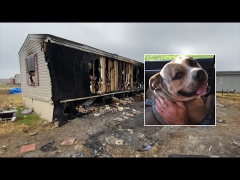 Pit bull dies after saving girl from burning home in Texas