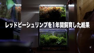 1年間レッドビーシュリンプを飼育してみてわかってきたこと アクアリウム Youtube 1年間レッドビーシュリンプを飼育してみてわかってきたこと アクアリウム Youtube