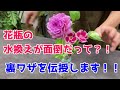 面倒な花瓶・フラワーベースの水替え問題を解決！！ポトスの根っこを活用する？？！