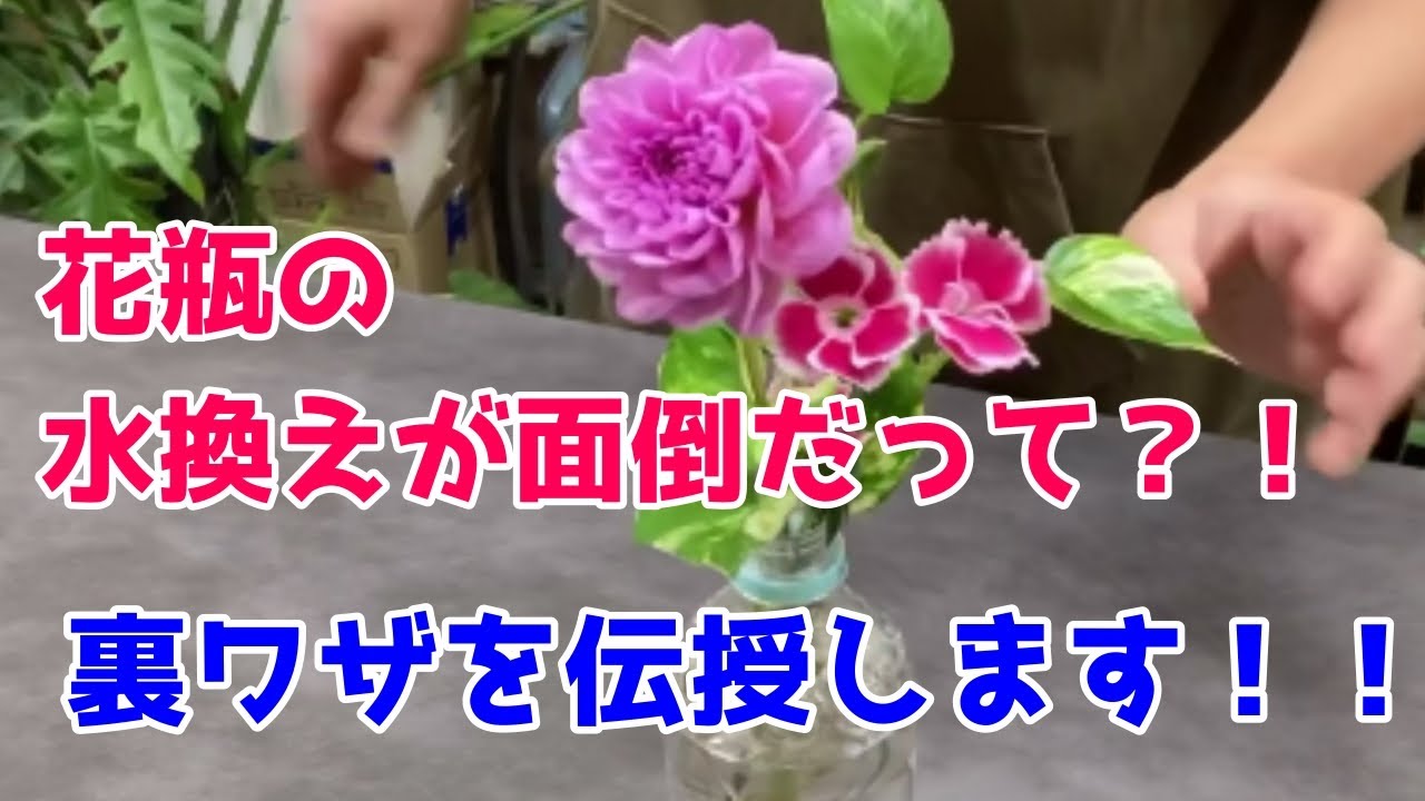 面倒な花瓶・フラワーベースの水替え問題を解決！！ポトスの根っこを
