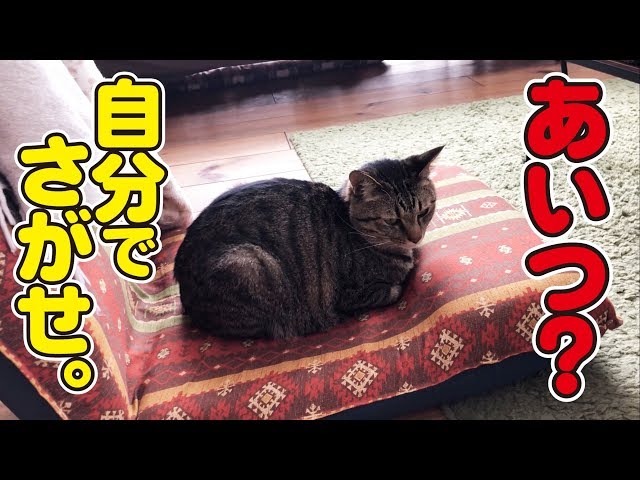 弟猫がプチ行方不明に！？焦る父と余裕の兄猫ｗ