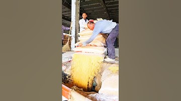 Amazing Grain Unloading Technique by Cutting the Bag #shorts