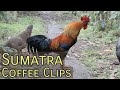 Sumatra coffee clips  sweet marias