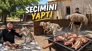 ALFANIN YAKALADIĞI KUZUYU KESTİM ~ ALFA BENİ ÇOK ŞAŞIRTTI DİREKT SALDIRIYOR ARTIK BÜYÜDÜKÇE DEĞİŞTİ