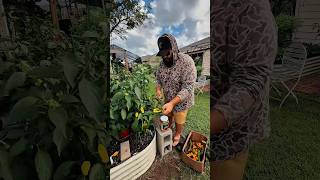 Tips for Growing Better Peppers in the Heat!