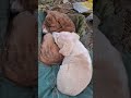 तो सिखो ऐप डाउनलोड करो