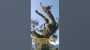CÂY RỪNG ĐỘC LẠ QUÝ HIẾM NHIỀU LAN MỌC TRÊN THÂN CÂY