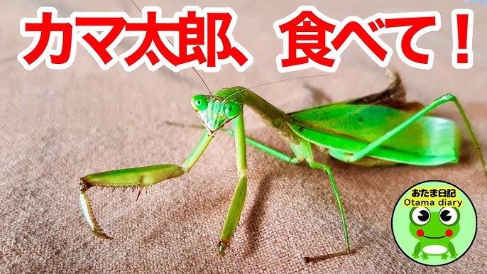 カマキリ日記 33 カマ太郎 食べて お願い 12月7日 9日 Byおたま日記 Youtube カマキリ日記 33 カマ太郎 食べて お願い 12月7日 9日 Byおたま日記 Youtube