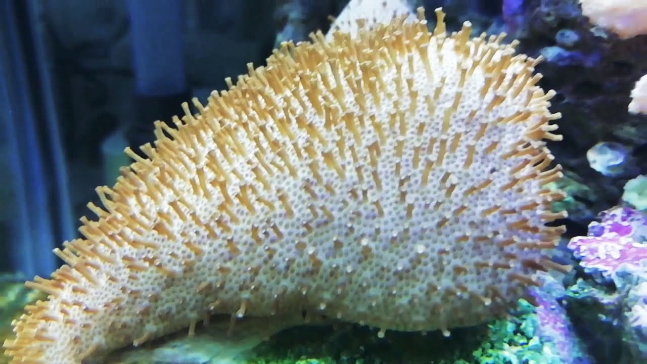 Il mio acquario Marino dopo 3 mesi - YouTube
