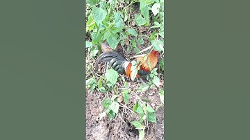 gà rừng mã vàng đỉnh cao.qaib qus daj zoo nkauj kaws li nawb