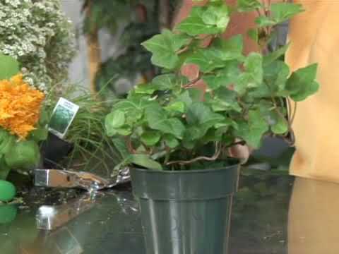 וִידֵאוֹ: Algerian Ivy Information - How To Care For Algerian Ivy In The Garden