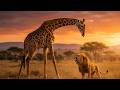 ROBLOX - Savannah Life - Giraffen Power