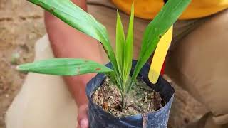 Oil Palm Plantation Operation - Nursery