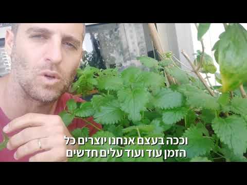 וִידֵאוֹ: כיצד להיפטר מצמח יוקה: 14 שלבים (עם תמונות)