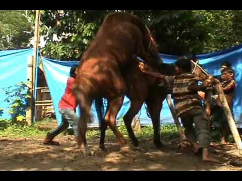  Kuda Kawin Dengan Manusia  Video Bokep Bugil