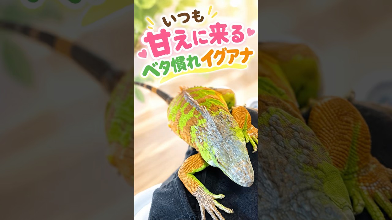 My Sweet and Affectionate Iguana Who Always Comes for Cuddles
