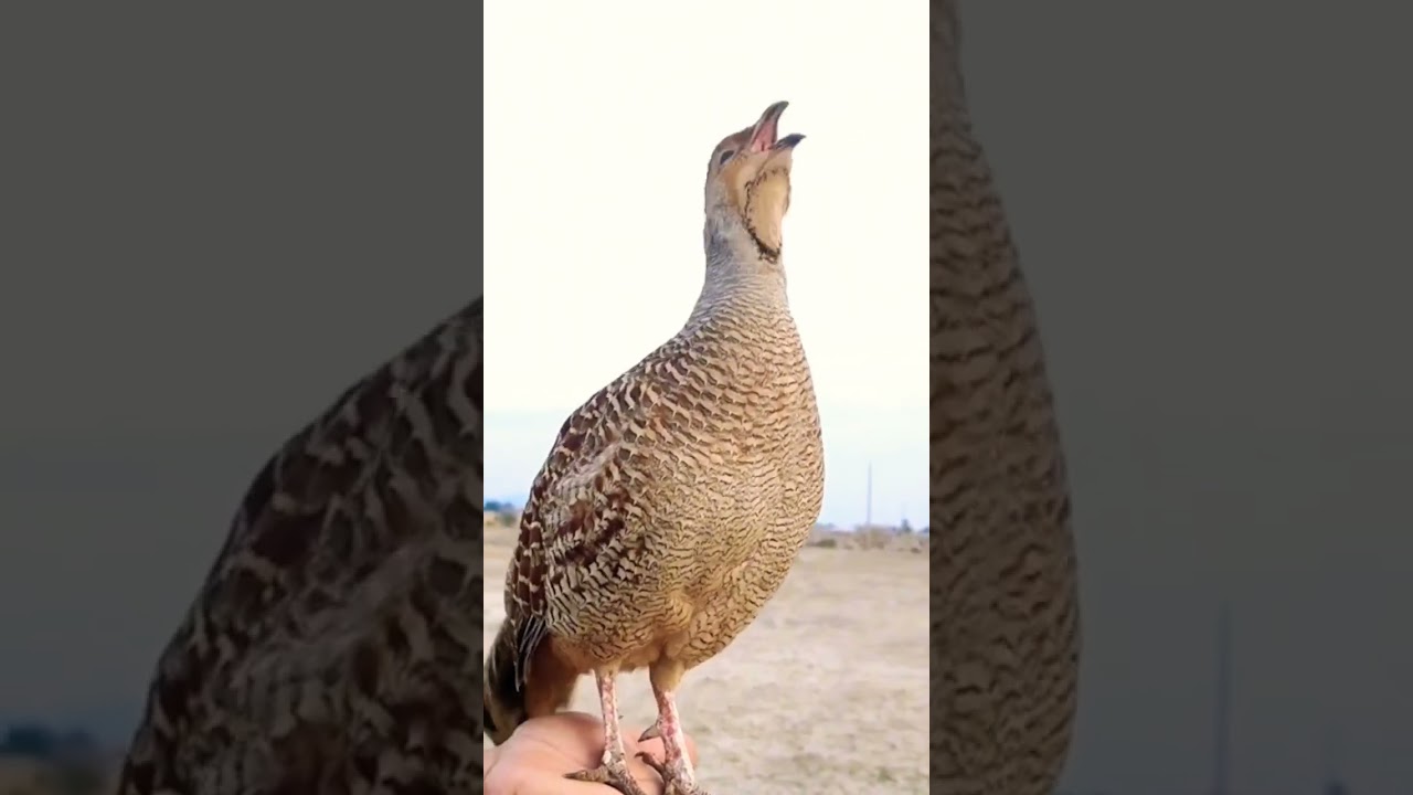 Irani Teetar Ki Awaaz Grey Francolin Suond 