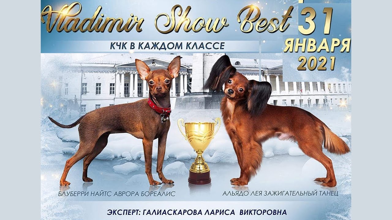 Бест авто владимир
