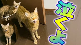 構って欲しい猫を無視し続けたら大泣きしちゃいました