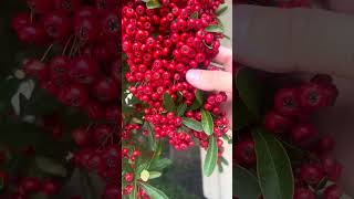 Что это за дерево с красными ягодами? Можно ли их есть? 🤔🌳