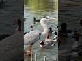 青鷺 野鳥アオサギの接写