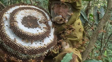 Bắt loài ong nguy hiểm nhất thế giới. Ong bắp cày. Siêu khủng 2025 ở kon tum