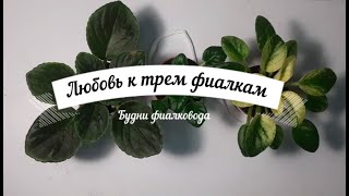 видео: Будни фиалковода  Пересадка фиалок картинка: Будни фиалковода  Пересадка фиалок