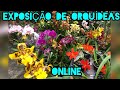 VEJAM EXPOSIÇÃO DE ORQUÍDEAS ONLINE E SE ENCANTE!!!