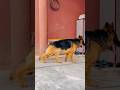 Important German Shepherd long coat Dog puppies  VACCINATED LOCATION ISIAMABAD | 📞 03296902801