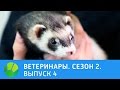 Ветеринары. Роды собаки, черепаха , хорек, лис. 2 сезон | Живая Планета