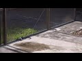 Black Racer Snakes Deerfield Beach Florida Part 1