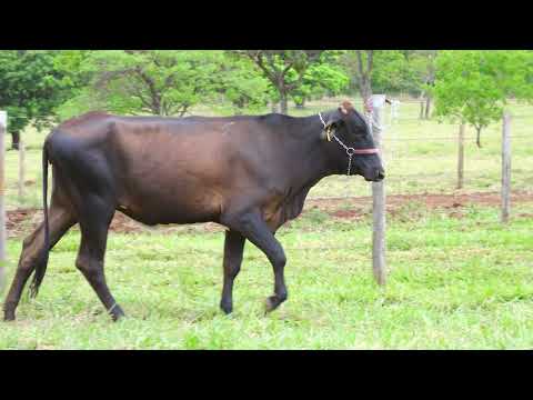 LOTE 15 HABA B FIV HANCOCK MOURA LEITE