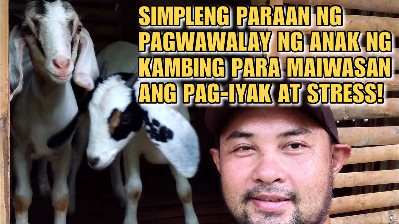 SIMPLENG PARAAN NG PAGWAWALAY NG ANAK NG KAMBING! | Kabokal's Farmer