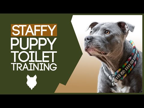 Staffordshire Bull Terrier Potty Training! HOW TO TOILET TRAIN YOUR STAFFY PUPPY!